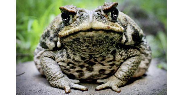 Cane Toad Diet Australia