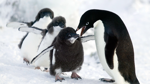 Penguins Sex 99
