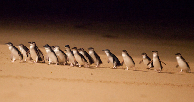 Little penguins think big when it comes to feeding 