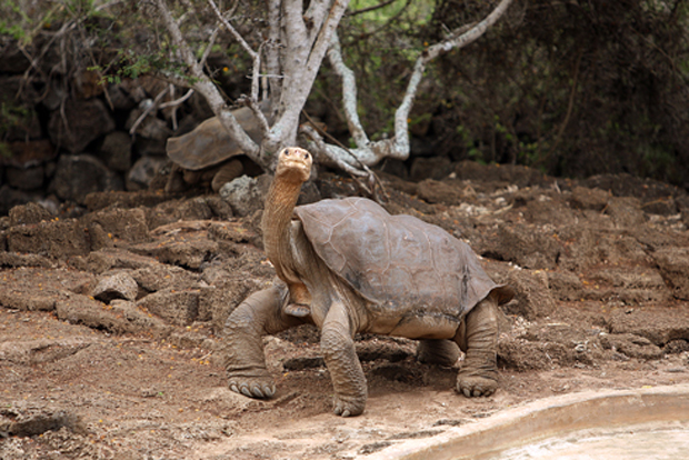 Galapagos: ultimate nature adventure, day 4