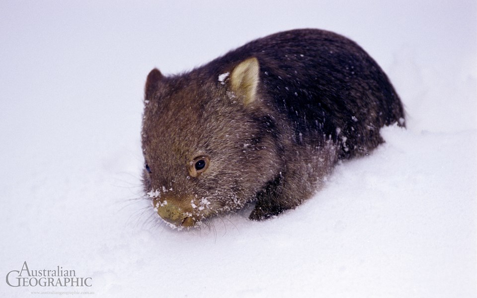 Baby wombat in the snow - Australian Geographic