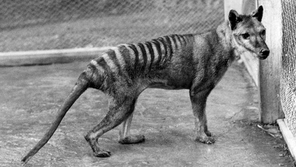 thylacine-tasmanian-tiger.jpg