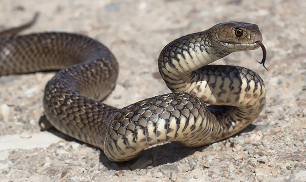 australias-most-dangerous-eastern-brown-snake.jpg