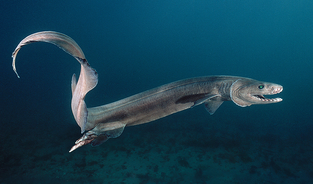 細長い深海魚の画像