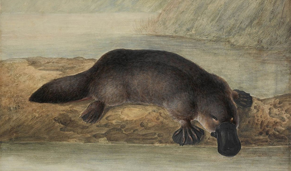 On this day The world first sees a live platypus