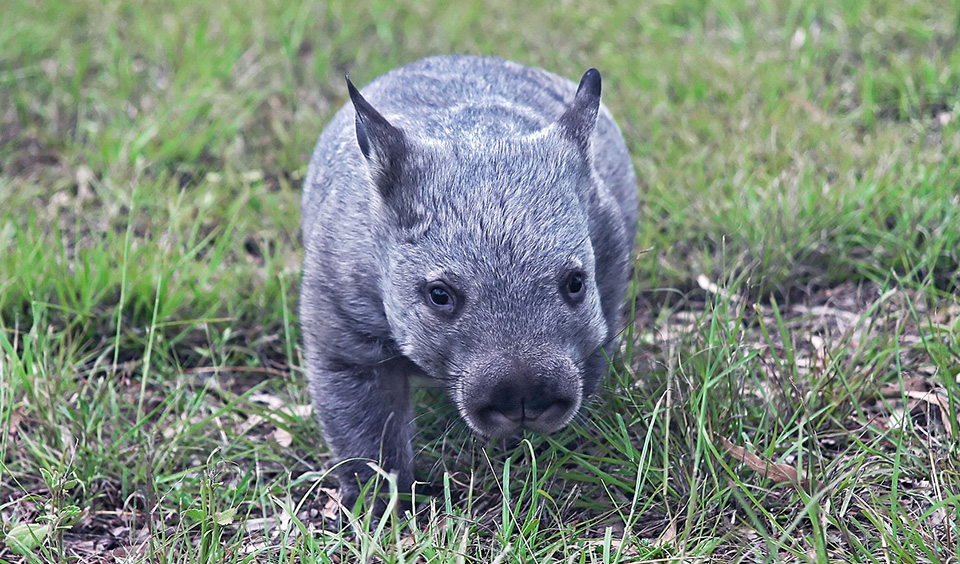 Image result for Northern Hairy-Nosed Wombat