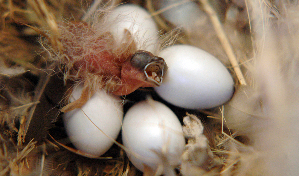 society finches laying eggs