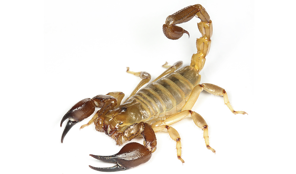 Scorpion скачать игру - фото 4