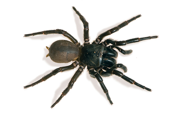 Australian House Spiders Chart