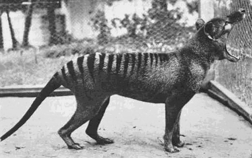 Resultado de imagem para last thylacine