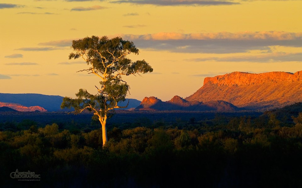 WALLPAPER Alice Springs ghost gum Australian Geographic
