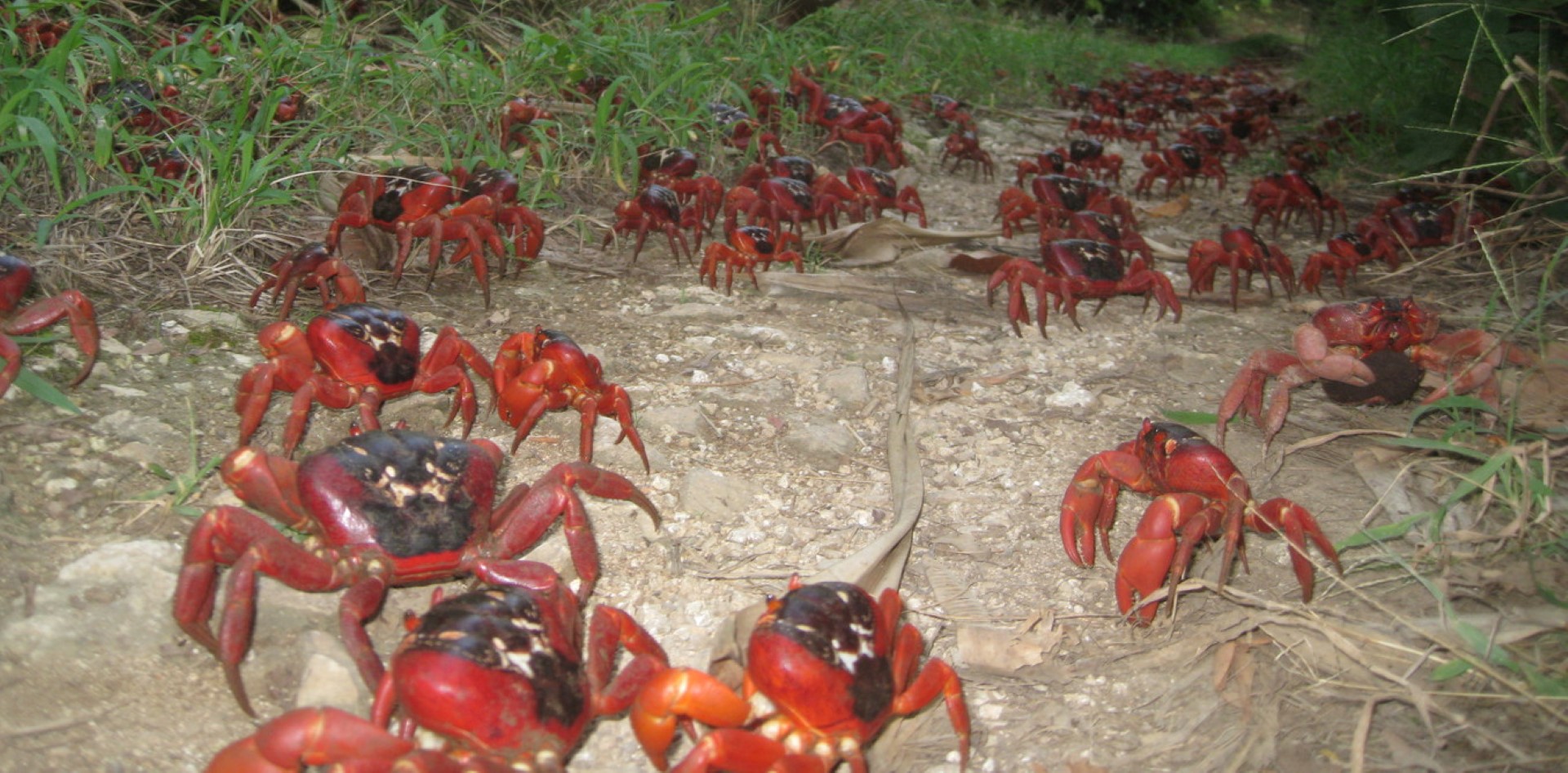 A tiny wasp could save Christmas Island’s spectacular red crabs from crazy ants - Australian ...