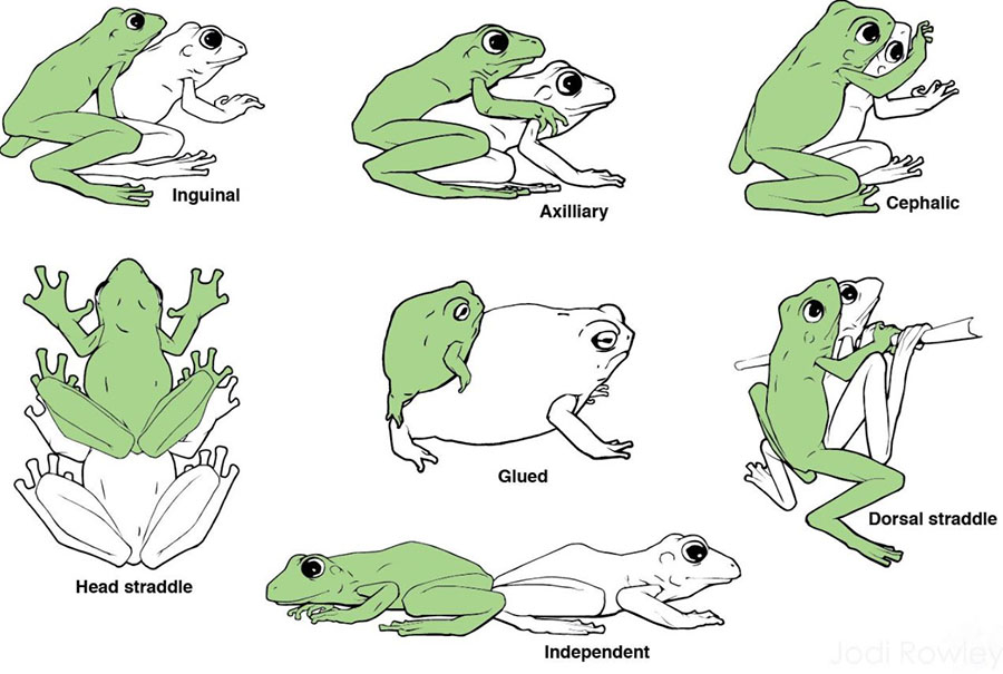 Frog Sex 24