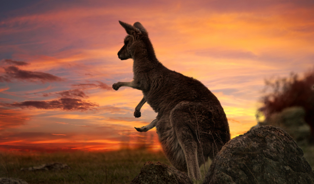 Kangaroos Endangered - Kangaroo Facts and Information