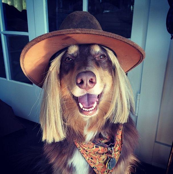 This is Amanda Seyfried's dog Finn. He is legitimately the coolest dog in Hollywood and we wanted to make a gallery just of him, but we then realized the kind folk at <a href=" http://www.buzzfeed.com/lyapalater/amanda-seyfrieds-dog-is-americas-hidden-treasure">Buzzfeed have already done that</a>. But seriously, he is awesome.