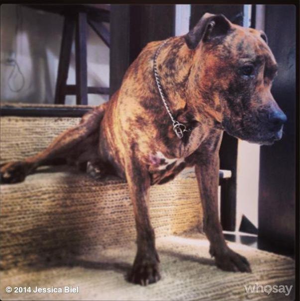 #TuesdayswithTina is a weekly Instagram update by Jessica Biel featuring her pup, Tina.