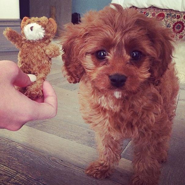 Dog or toy? This picture of Katy Perry's latest family member, Butters, cannot be dealt with.