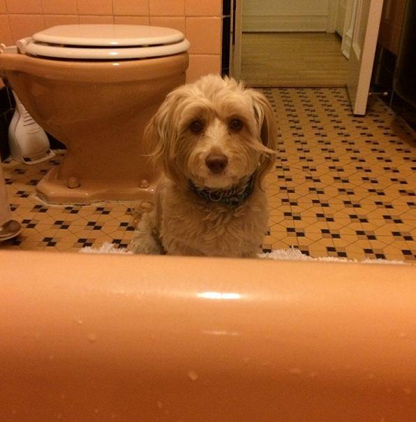Lena Dunham's pup, Lambie, has a penchant for sleeping on tables and staring longingly at her owner in the bath.