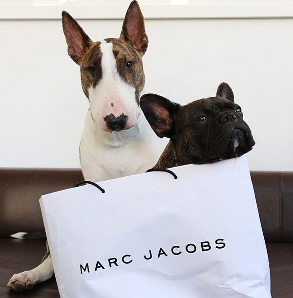 Marc Jacobs’ bull terrier, Neville Jacobs, is one of the most famous dogs in fashion. Here he is with BFF French Bulldog, Charlie.