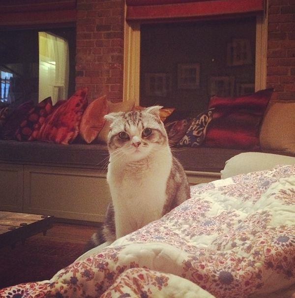 While her pal Cecil Delevingne may have the Instagram following, Taylor Swift's cat, Meredith is internet famous and the star of many-a-meme.