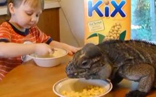 Fussy eaters: Invite an iguana to breakfast