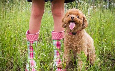 10 hypoallergenic dogs for allergy sufferers