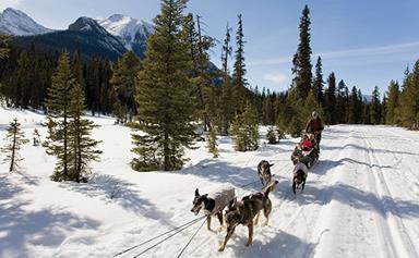 Canadian dog-sledding adventures