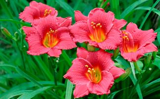 The secret to delightful daylilies