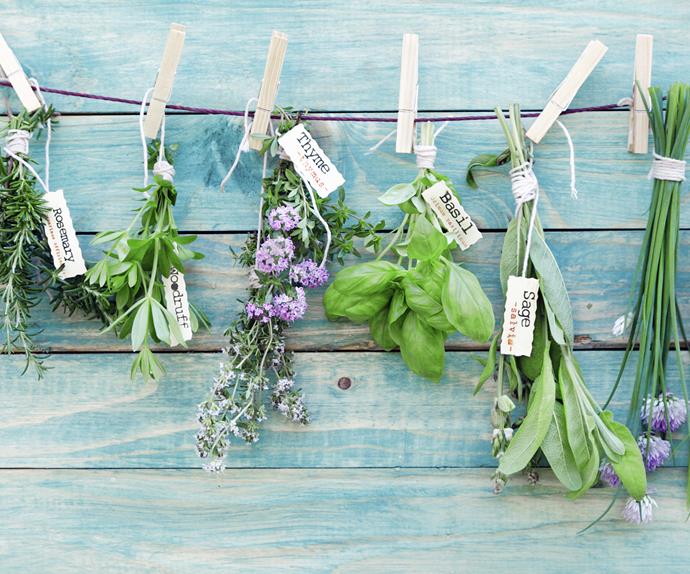 herbs hanging on a wall