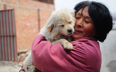 Retired Chinese school teacher rescues 500 dogs from being eaten at Yulin Dog Meat Festival