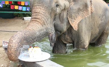 Raju the elephant celebrates one year of freedom with a slice of cake!