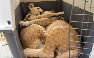 "Pet" lion cubs rescued from home in Gaza
