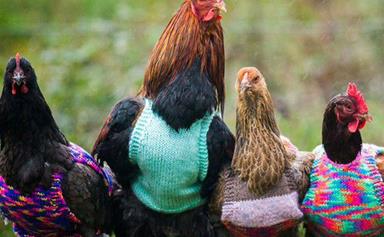 English chickens are getting tiny little jumpers for winter