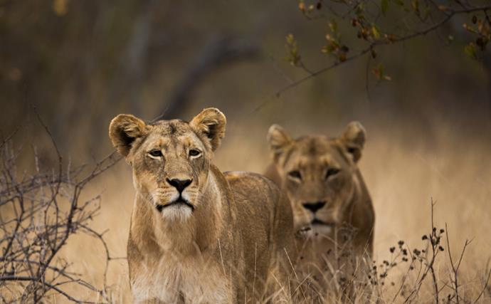 Famous lions found poisoned in Kenya