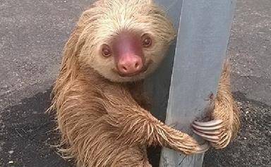 Heart-warming moment a sloth is rescued by police after getting stranded