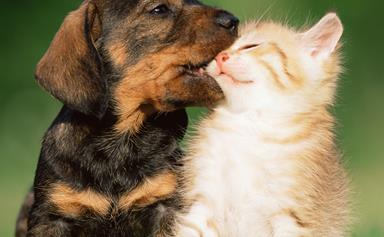 Dogs love their owners five times more than cats do