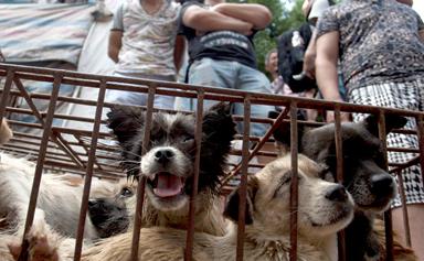 Thousands of dogs killed for Chinese dog meat festival