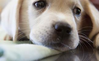 Why having a sick dog is the same as having a sick child