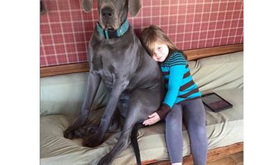 The world's biggest dogs