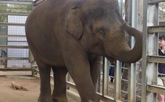 Melbourne Zoo’s sick baby elephant defies the odds