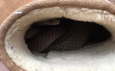 Woman finds brown snake in her Ugg boot