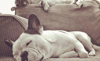FYI, your dog is probably dreaming about you (and people are losing it)