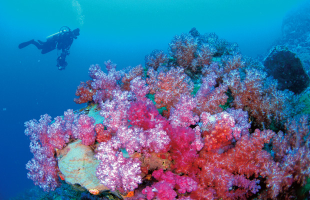 ÎÏÎ¿ÏÎ­Î»ÎµÏÎ¼Î± ÎµÎ¹ÎºÏÎ½Î±Ï Î³Î¹Î± coral sea australia