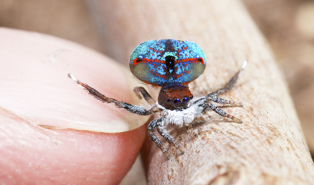 australian-peacock-spider.jpg