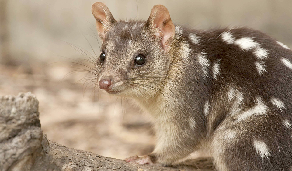 Bad news for Australian mammal extinction - Australian ...