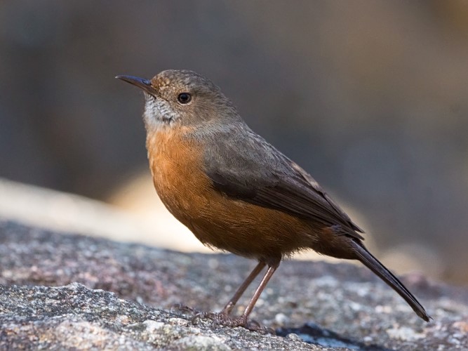 Urban bird watchers' guide to Sydney - Australian Geographic