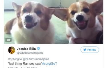 ‘Game Of Corgis’ Is The Twitter Account Every ‘Game Of Thrones’ Fan Needs To Follow Right Now