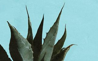 Agave plant.