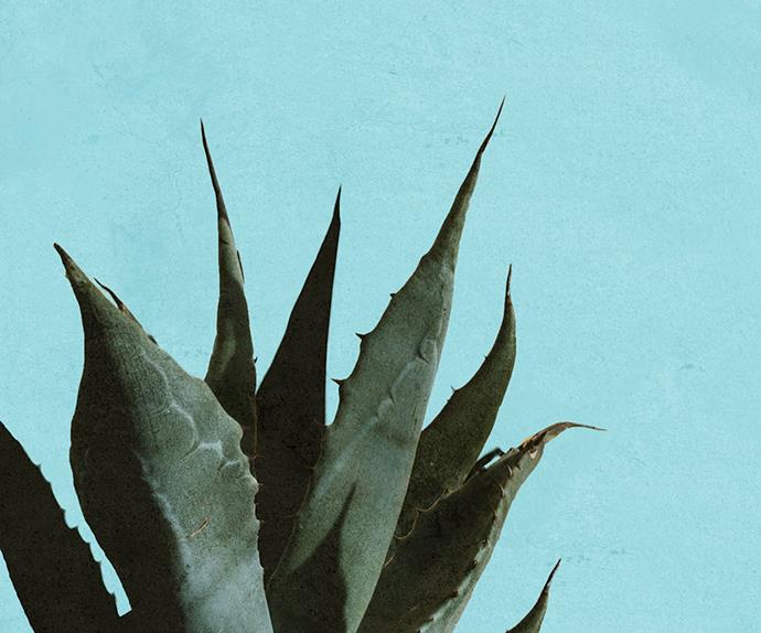 Agave plant.