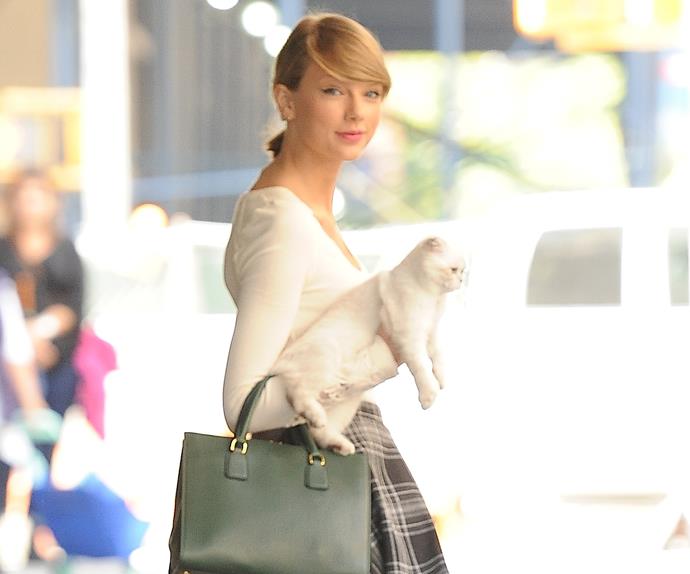 Cats Taylor Swift. 